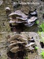 Bjerkandera adusta-amf1816